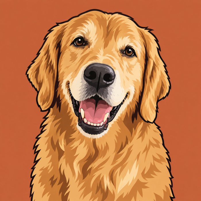 Bold illustrated portrait of the same golden retriever